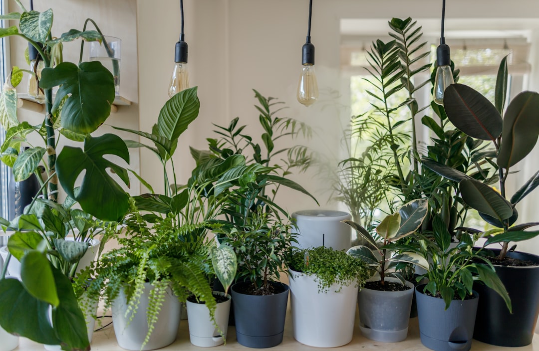 Photo indoor plants